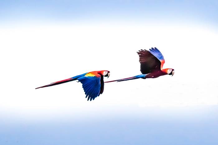 a couple of scarlet macaws in flight, at the carara national park, costa rica