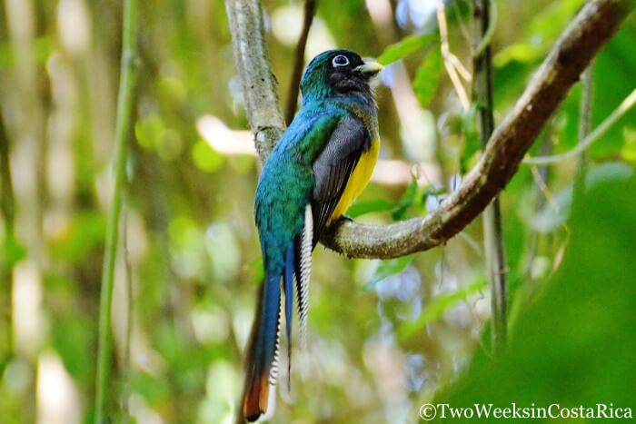 gartered trogon in carara national park