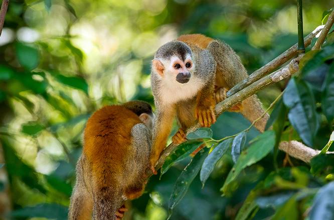 guided tour manuel antonio national park a 10 jpg