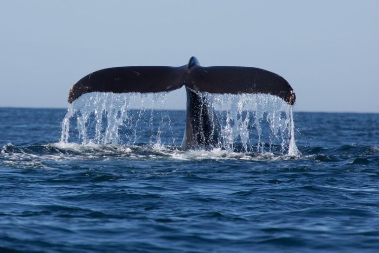 hotel bocas del mar whale watching 2