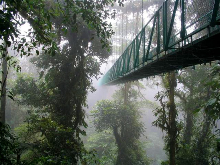 monteverde cloud forest reserve lg