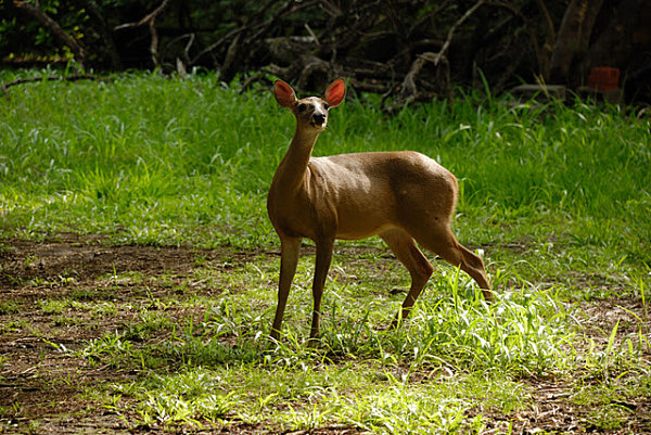 odocoileus virginiatus (venado cola blanca)