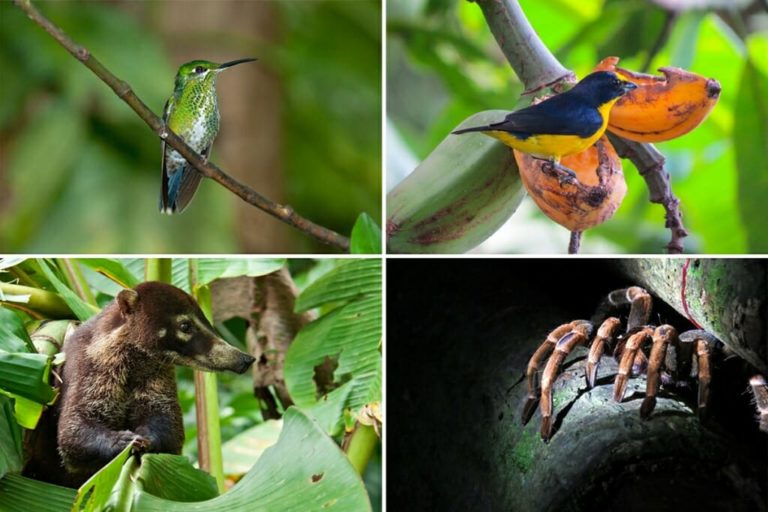 wildlife of monteverde cloud forest reserve 1024x683