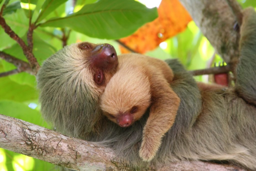 choloepus hoffmanni two toed sloth 14 copy