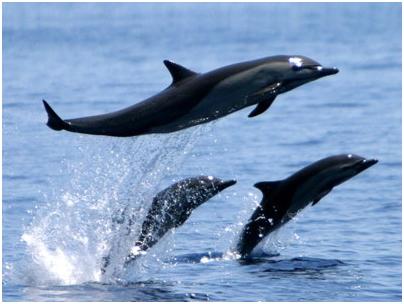 costa rica dominical dolphin watching tour