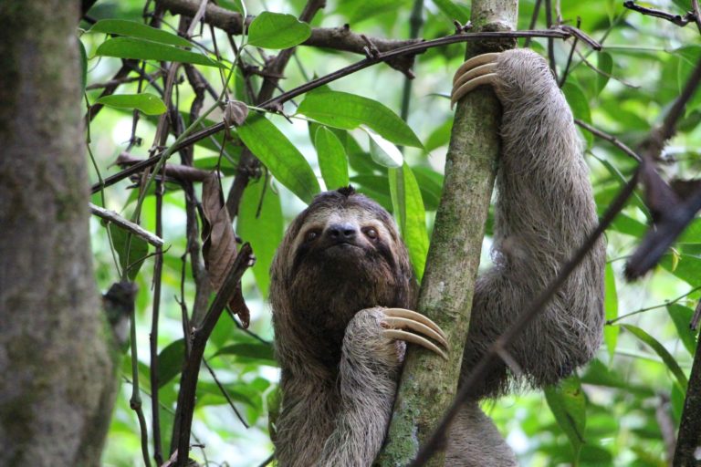 Costa Rica Wildlife