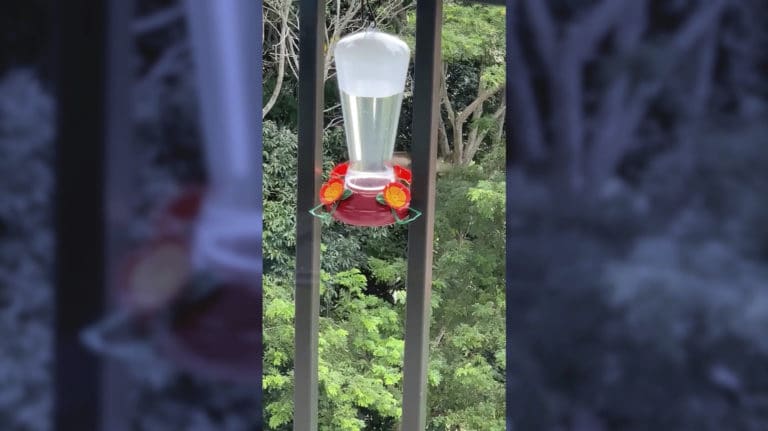 Hummingbird in Jacó, Costa Rica