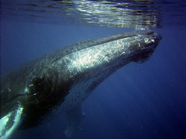 humpback underwater noaa