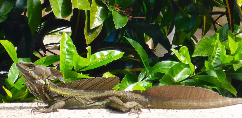 Here's a medium-sized lizard catching some Z's on a leaf in the jungle of  central Costa Rica. I found several of these lizards …