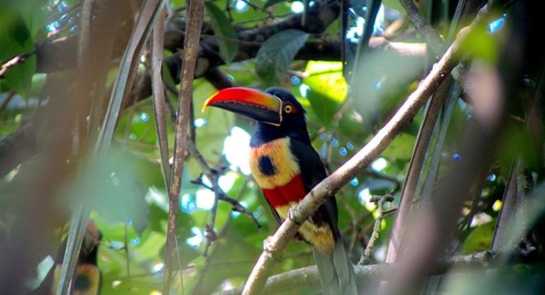 manuel antonio national park 4 hour tour manuels tours costa rica 10307