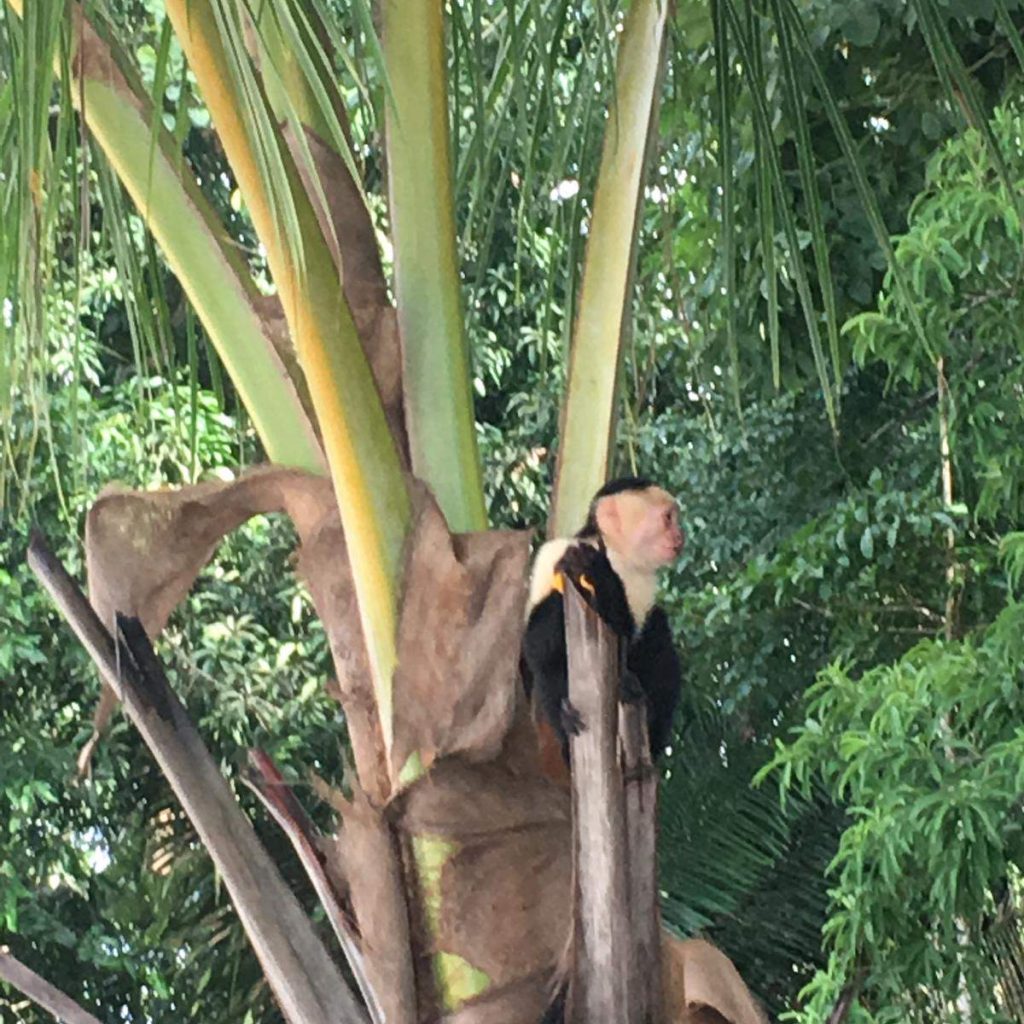 Monkey In Tree