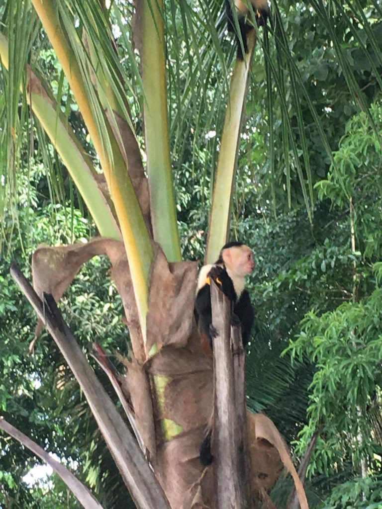 Monkey In Tree