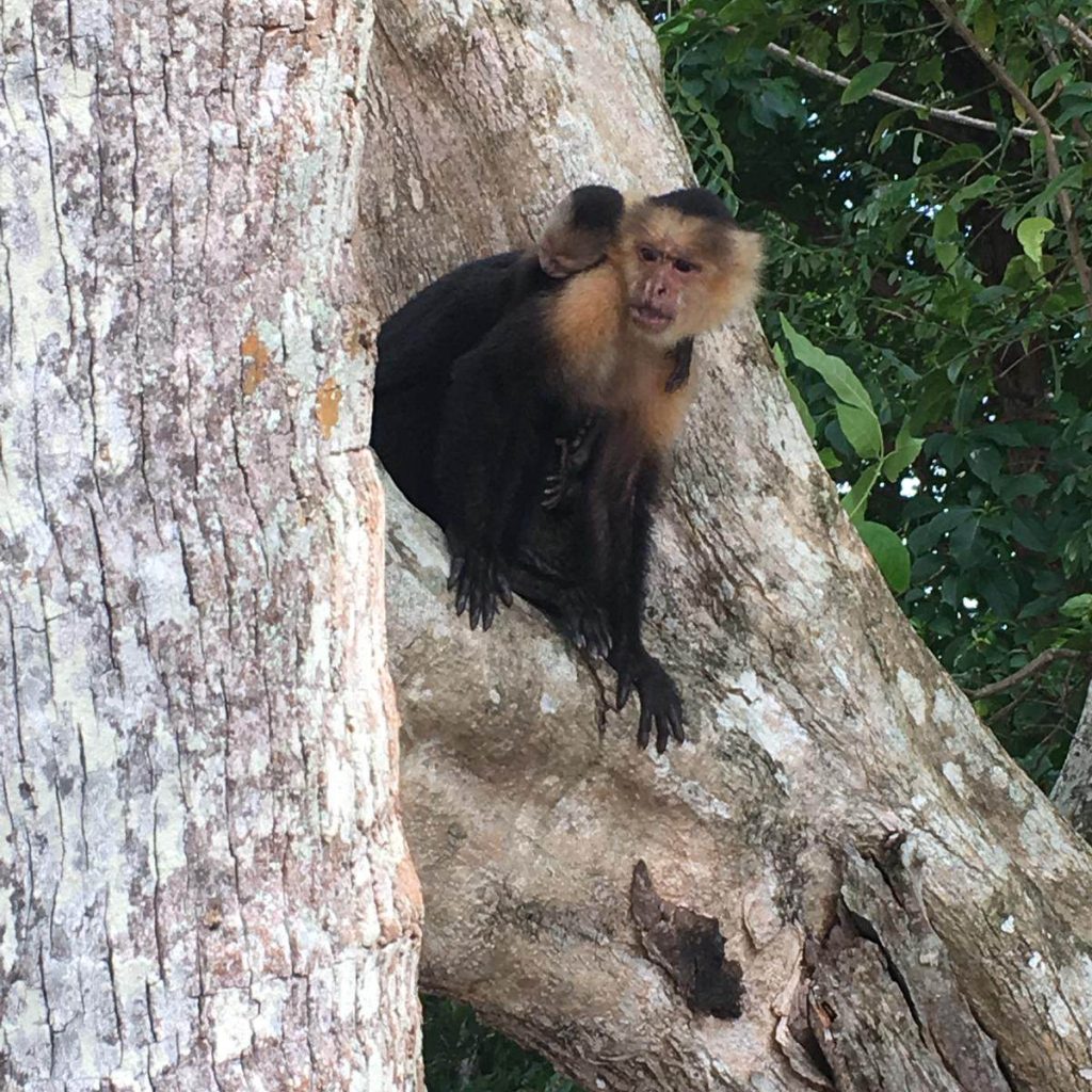 Monkey With Baby