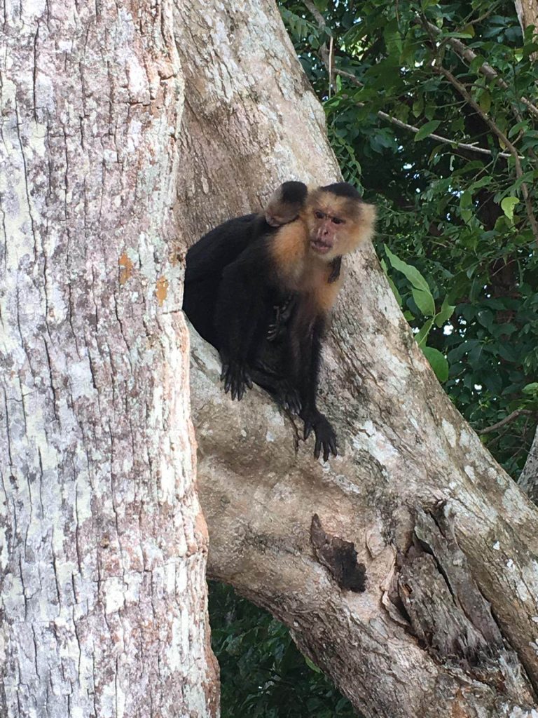 Monkey With Baby