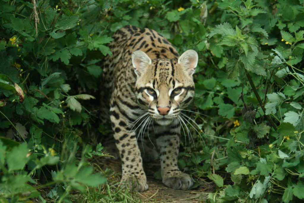 Ocelot