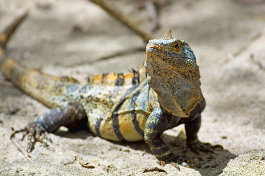 Paradise In Jaco Black Spiny Tailed Iguana Pa