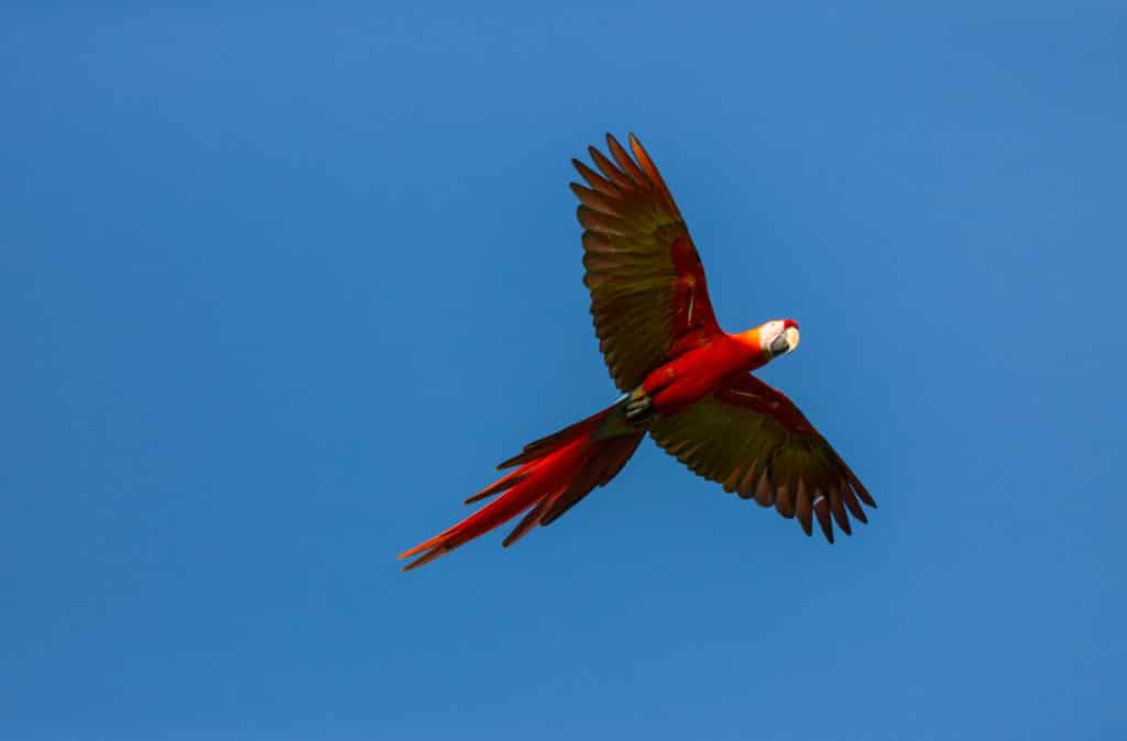 Paradise In Jaco Macaw In Sky P4