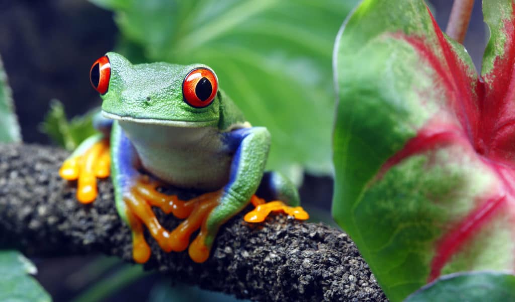 Paradise In Jaco Red Eyed Tree Frog Pj