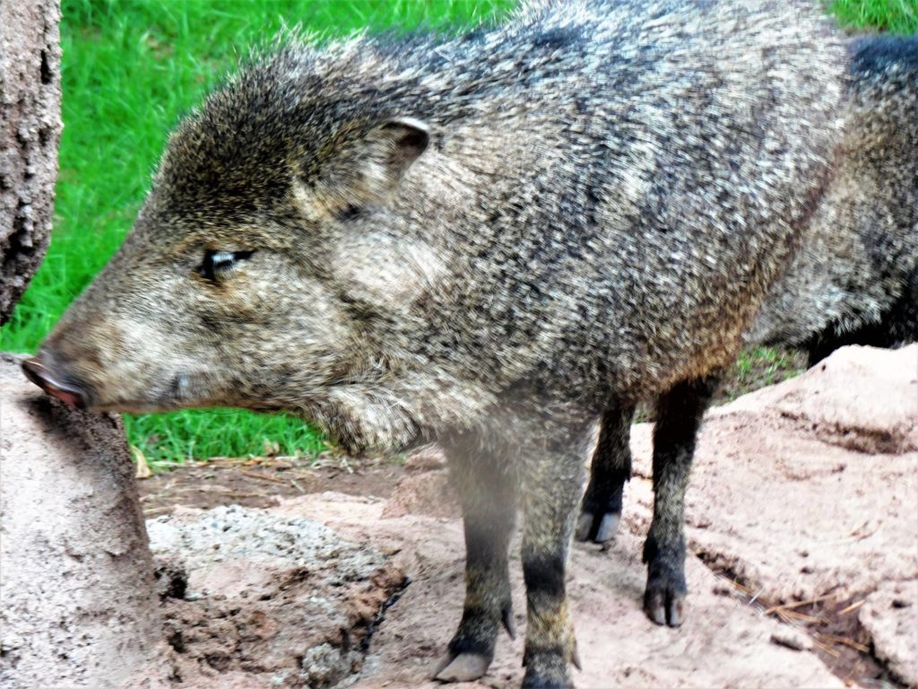 Peccary