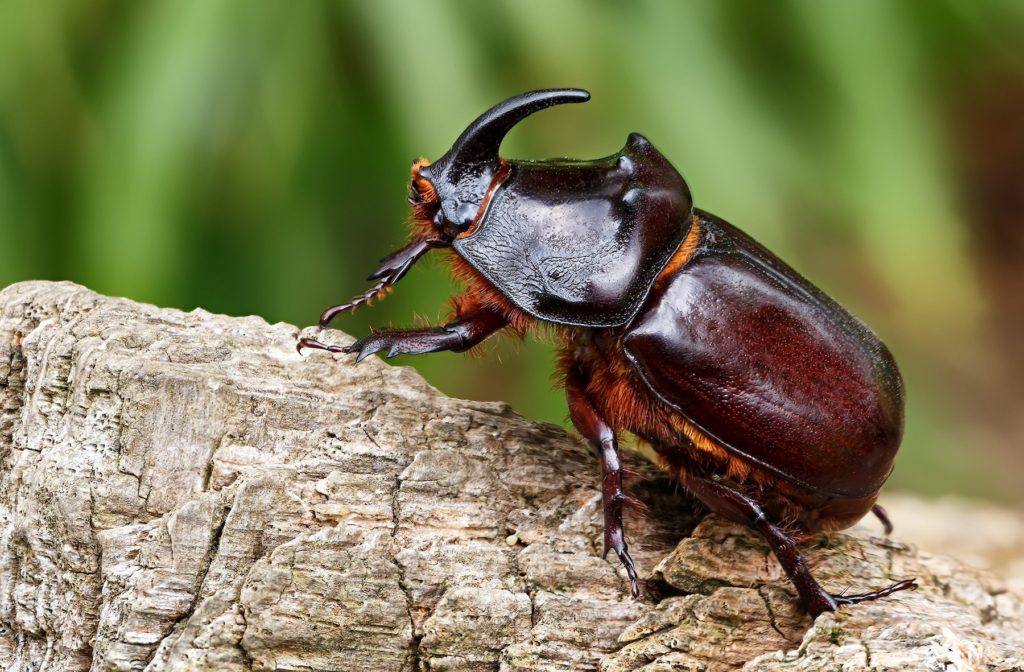 Rhinoceros Beetle