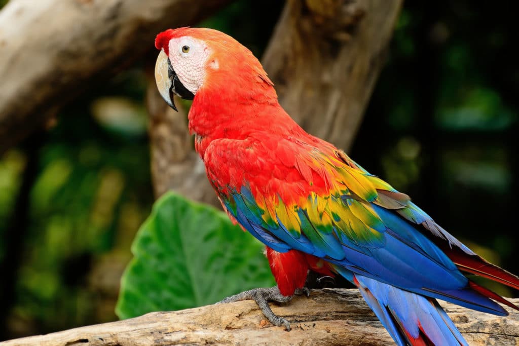 Scarlet Macaw