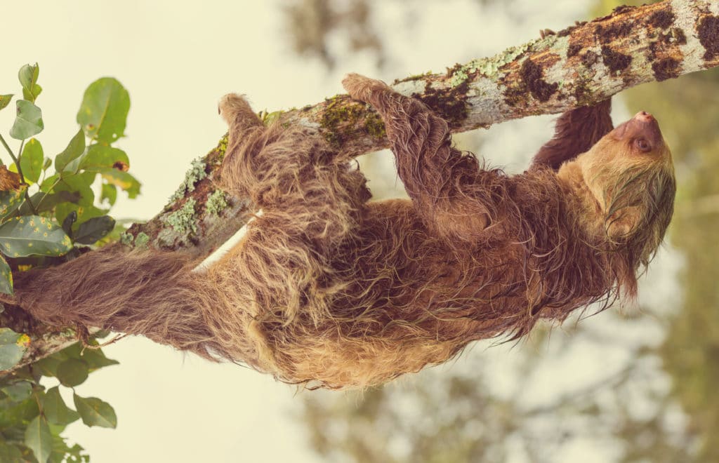 Three-Toed Sloth