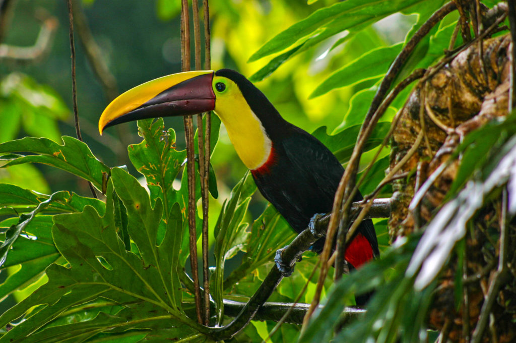 toucan carara national park costa rica wildlife birdwatching photography tailor made travel holiday vacation hiking adventure