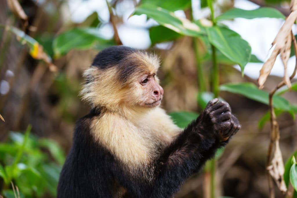 White-Faced Capuchin Monkey In Costa Rica